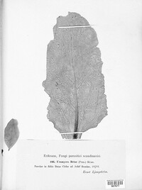 Uromyces beticola image